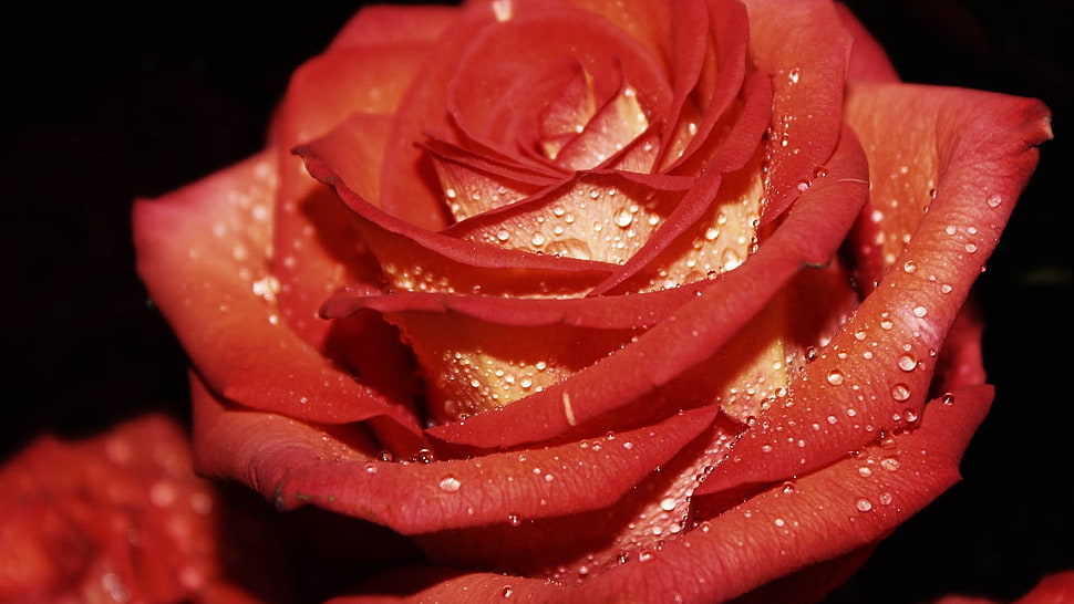 red rose with water droplets HD wallpaper
