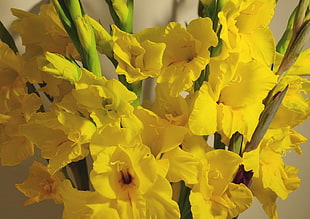 yellow flower bundle in close up shot HD wallpaper