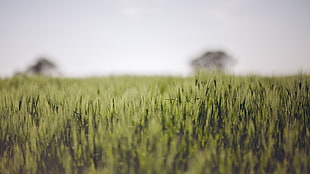 green grass, grass, macro HD wallpaper
