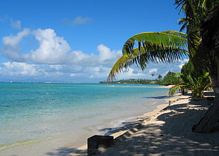 coconut tree on seashore near body of water
