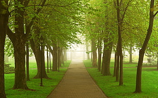 brown pathway between brown truck and green leaf trees