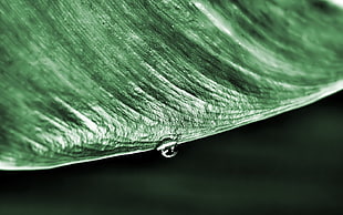 closeup photography of teardrop
