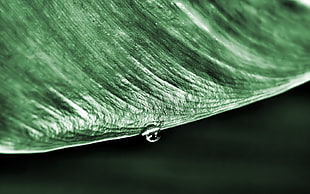 closeup photography of teardrop HD wallpaper