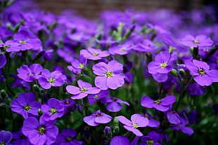 depth of field photography of purple petaled flowers