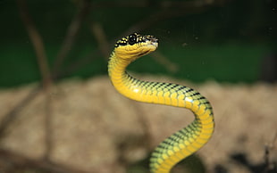 yellow and green snake, animals, reptiles, snake