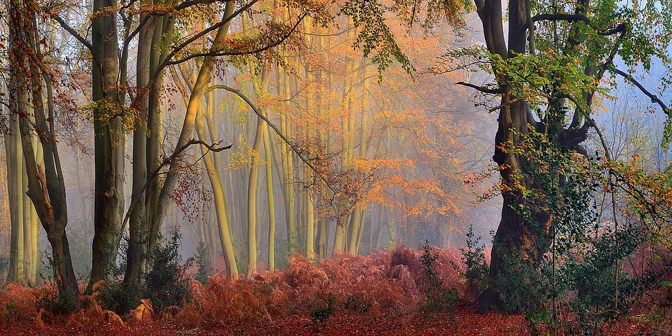 green leafed tree, nature, landscape, fall, mist HD wallpaper