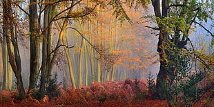 green leafed tree, nature, landscape, fall, mist