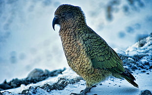 closeup photo of brown and green bird