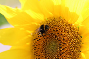 bee on top of yellow sunflower
