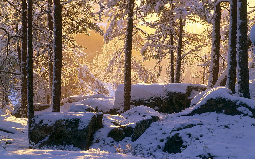 forest in winter season HD wallpaper