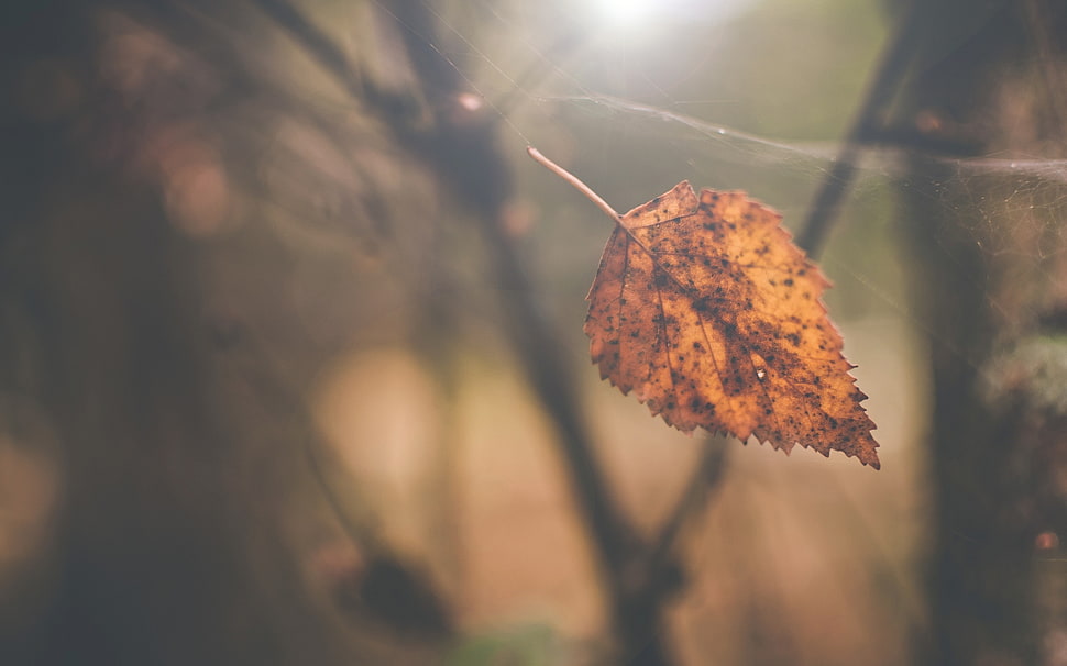 brown leaf, leaves HD wallpaper