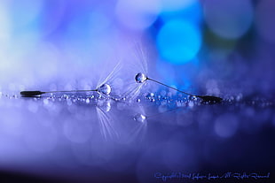 closeup photo of water drop, flowers, dandelion, water drops