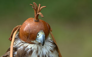 white and brown bird wearing mask