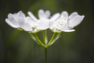 white petaled flower on bloom