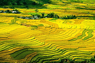 aerial photography of Rice Terraces HD wallpaper