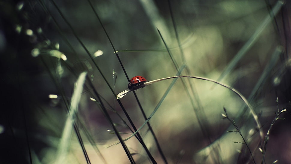selective focus photography of red and black Ladybug HD wallpaper
