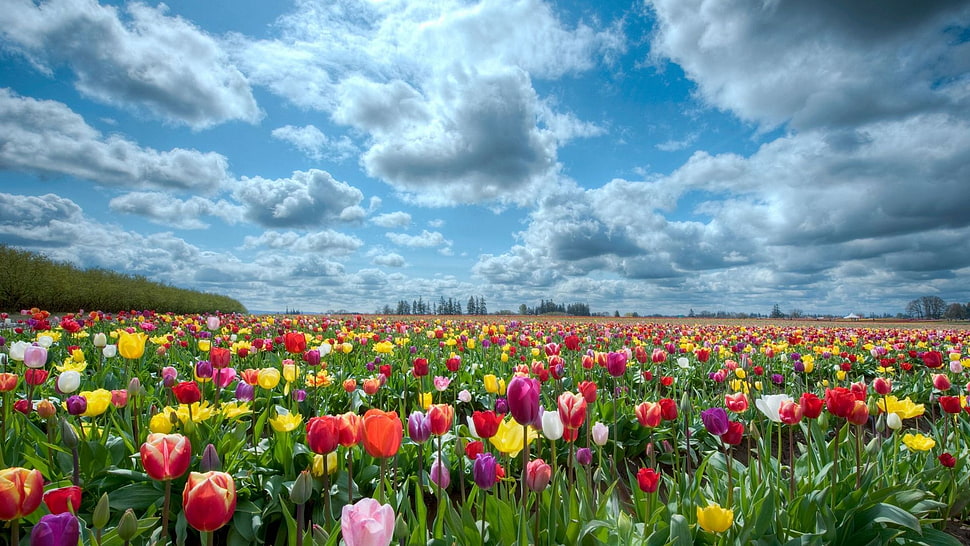 red, purple, white, pink, yellow Tulip flower field at daytime HD wallpaper