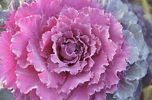 close up photo of purple petal flower HD wallpaper
