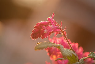 selective focus photography of pink flowers at daytime, peine