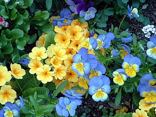 yellow and blue petaled flowers HD wallpaper