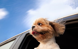 brown coat dog with its tongue out in the car side door under the blue sky during daytime