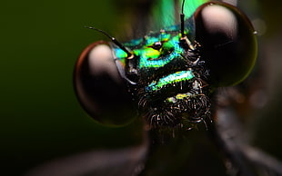 green and black insect, insect, macro, animals