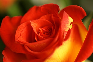 selective focus photo of a red and yellow Roses