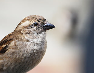 closeup photography of brown short-beak bird
