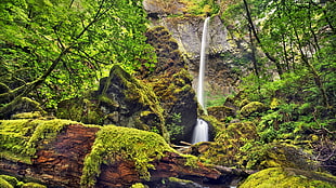 landscape photo of water falls surrounded by green trees