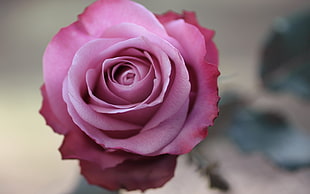 selective photography of pink rose flower