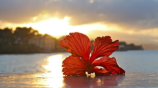 shallow focus photography of red hibiscus on body of water during sunrise