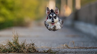 long-coated gray and white puppy jumping in the air