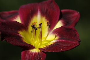 shallow focus photography red and yellow flower