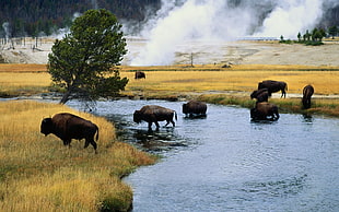 group of buffalo beside body of water HD wallpaper