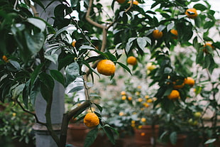 shallow focus photo of round orange fruits HD wallpaper