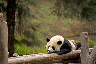 panda crawling on a log
