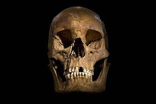 brown and white skull, skull