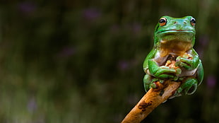 green tree frog, animals, nature