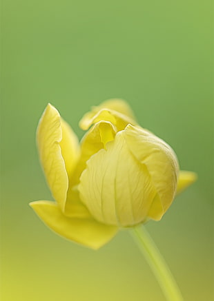 tilt shift photography of yellow flower HD wallpaper