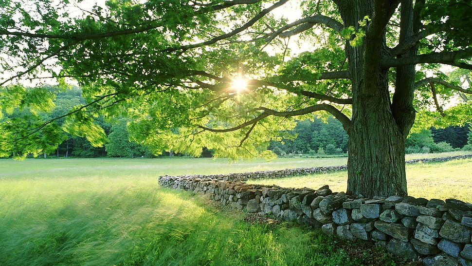 green leafed tree under gray skies HD wallpaper