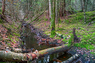 body of water in between trees during daytime HD wallpaper