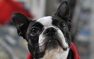 Boston Terrier closeup photography