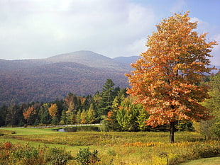 landscape photography of green and orange foliage trees near mountain