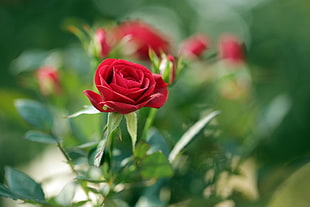 red Rose flower bloom during daytime HD wallpaper