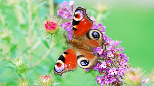 Peacock butterfly on purple flower HD wallpaper