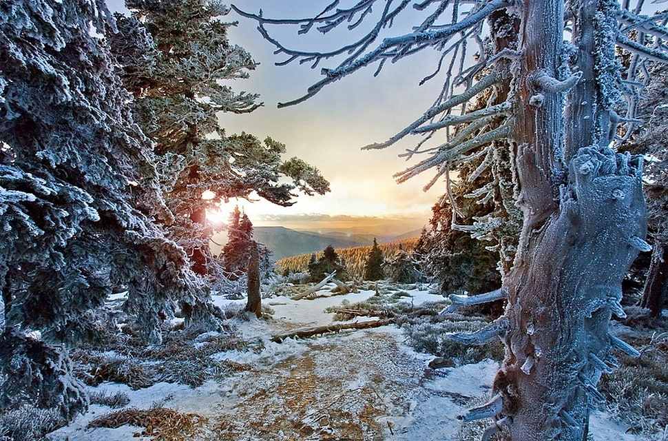 green leafed tree, winter, forest, snow, sunset HD wallpaper