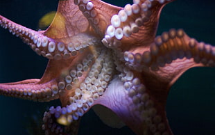 Octopus wildlife photography HD wallpaper
