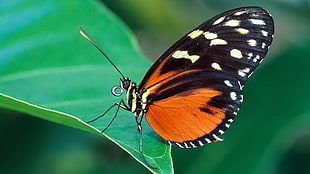 orange-and-white spotted butterfly on green leaf plant