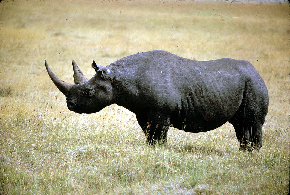 wildlife photography of black rhinoceros standing on grass during daytime HD wallpaper