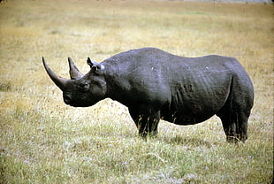 wildlife photography of black rhinoceros standing on grass during daytime HD wallpaper